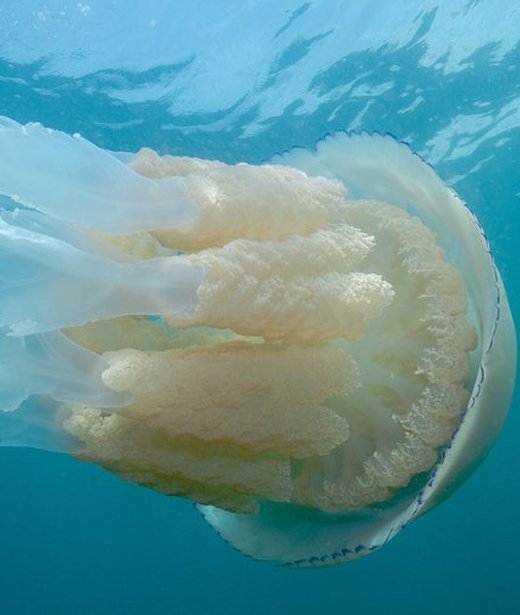 Barrel jellyfish