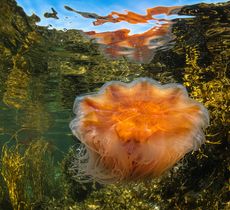 Lion's mane jellyfish