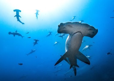 A school of hammerhead sharks. The photo is taken from below them all