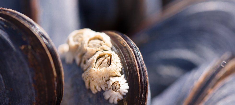 Tiny acorn barnacles can be seen on a mussel. Despite the name, comparing to acorns isn't the first thing that comes to mind, they are white/grey, cone shaped and have a kite-shaped opening.
