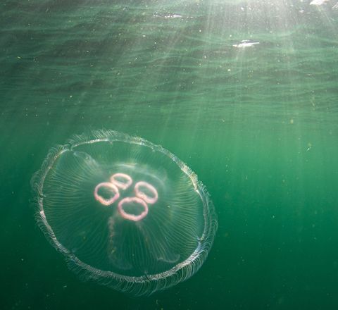 Moon jellyfish