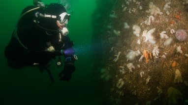 A scuba diver in dark water using a blue light to illuminate a rocky underwater wall covered in white and orange marine life.