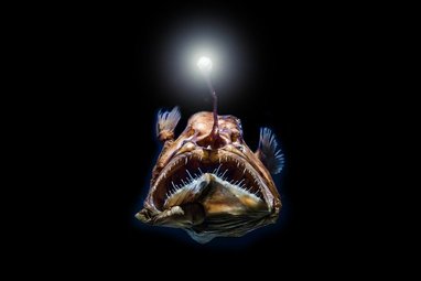 A deep sea anglerfish, known for its fascinating adaptations to the extreme darkness of the deep ocean.