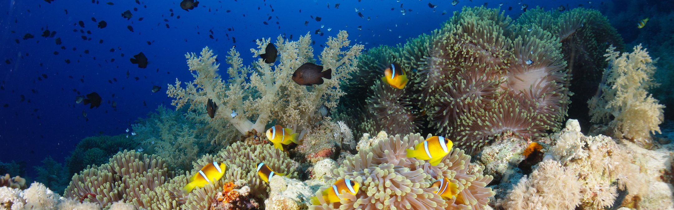A school of clownfish swimmign around a colourful reef of coral