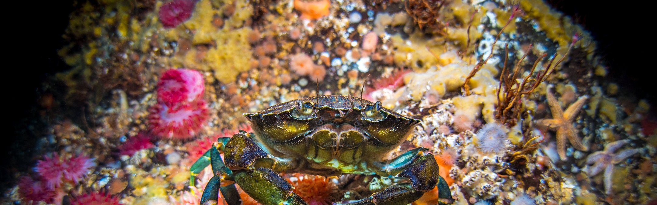 Shore crab (Common, European)