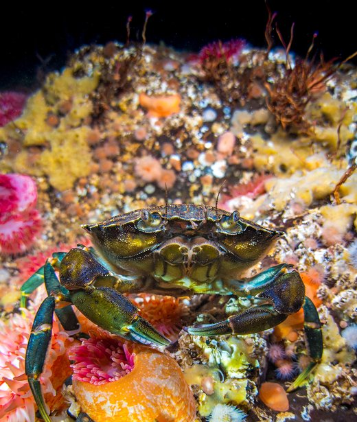 Shore crab (Common, European)