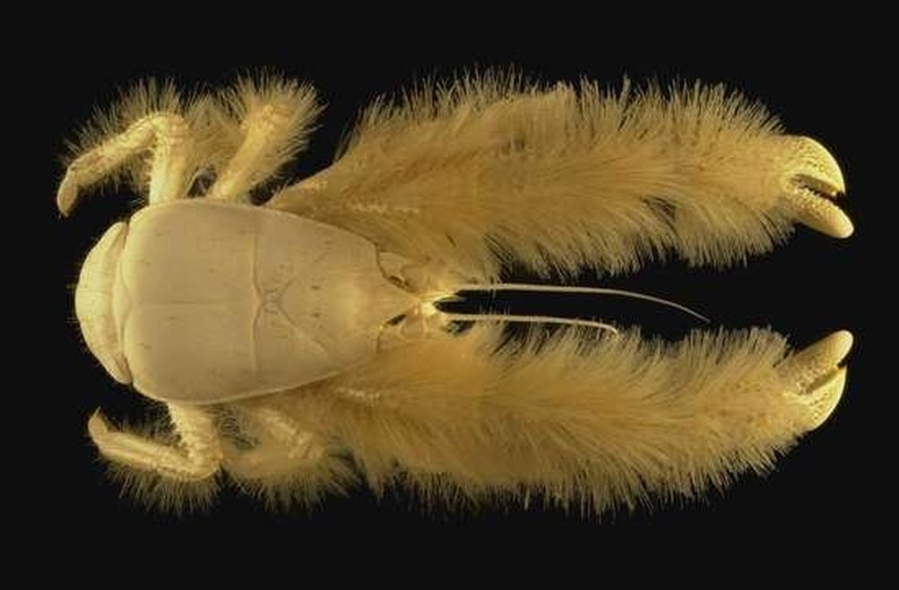 A top down shot of a Kiwa hirsuta kiwa crab on a black background