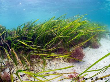 Seagrass swaying against a white sand seabed. The sea is a clear blue and sunlight is filtering through the water.