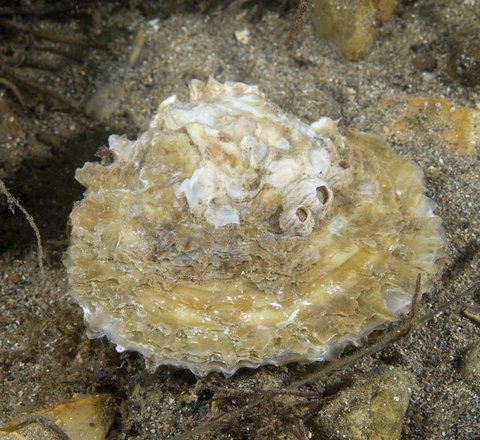 Native oyster close up underwater in it's natural habitat on the seabed