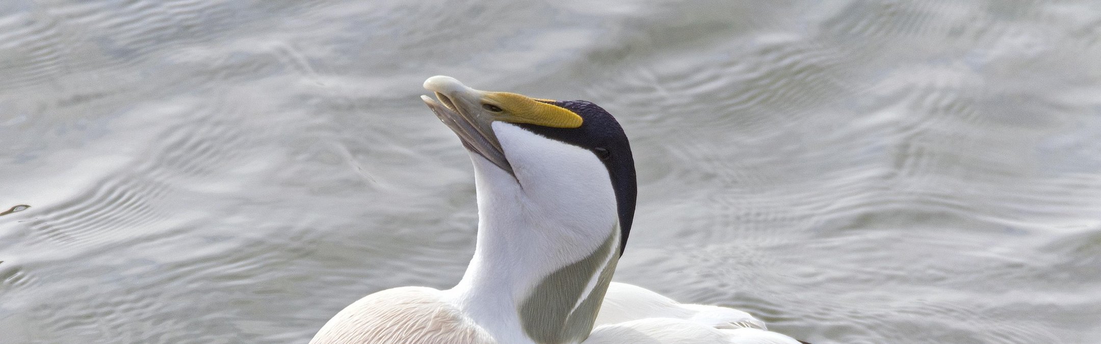 Eider