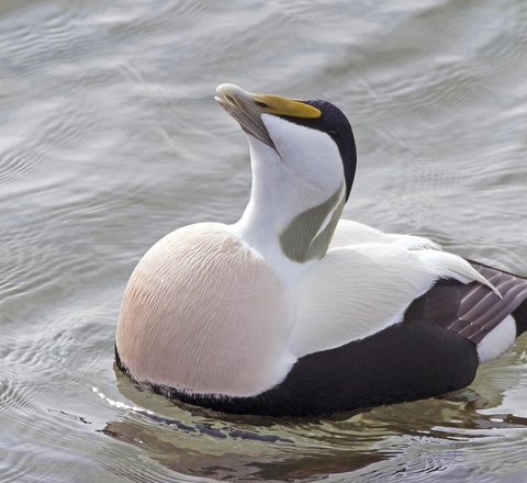 A male black and white eider duck on water tips its head back to display its puffed-out chest. With a white face, neck and top of back and a black head and underside, it looks a little like its wearing a tuxedo. Very smart.