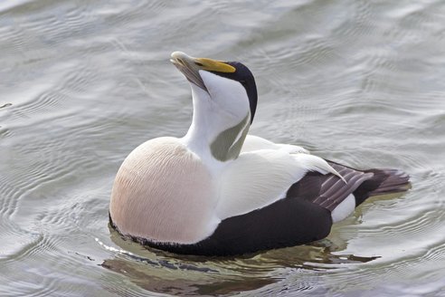 A male black and white eider duck on water tips its head back to display its puffed-out chest. With a white face, neck and top of back and a black head and underside, it looks a little like its wearing a tuxedo. Very smart.