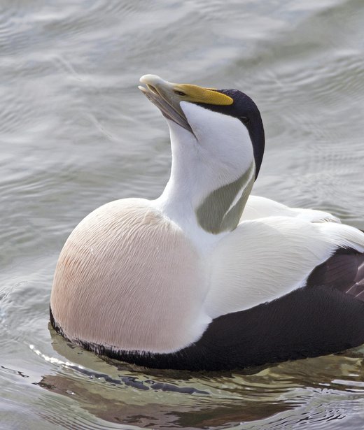 Eider