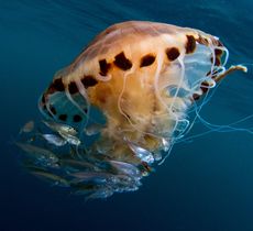 Compass jellyfish