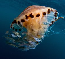 Compass jellyfish