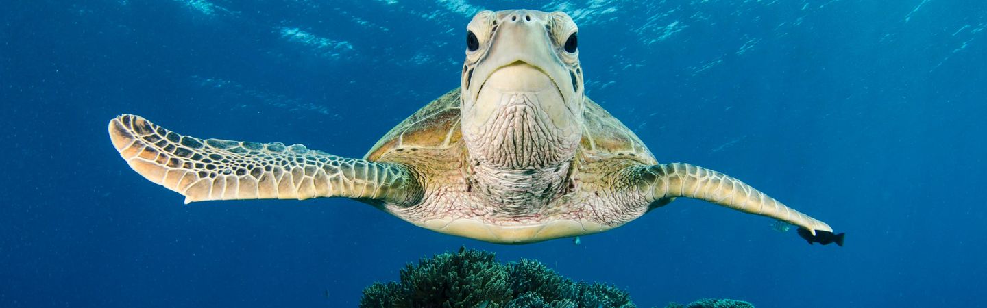 A green sea turtle swimming along the Great Barrier Reef off Australia. The turtle is looking and swimming toward the camera.