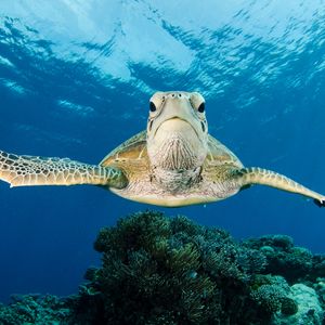 A green sea turtle swimming along the Great Barrier Reef off Australia. The turtle is looking and swimming toward the camera.