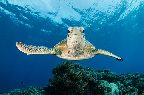 A green sea turtle swimming along the Great Barrier Reef off Australia. The turtle is looking and swimming toward the camera.