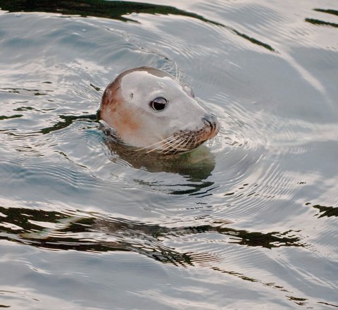 A harbour seal raises its head above water. It has a smooth dog-like face with big brown eyes, a short nose and whiskers. Frankly it is adorable and looks away from the camera to the right.