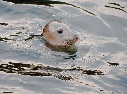 A harbour seal raises its head above water. It has a smooth dog-like face with big brown eyes, a short nose and whiskers. Frankly it is adorable and looks away from the camera to the right.