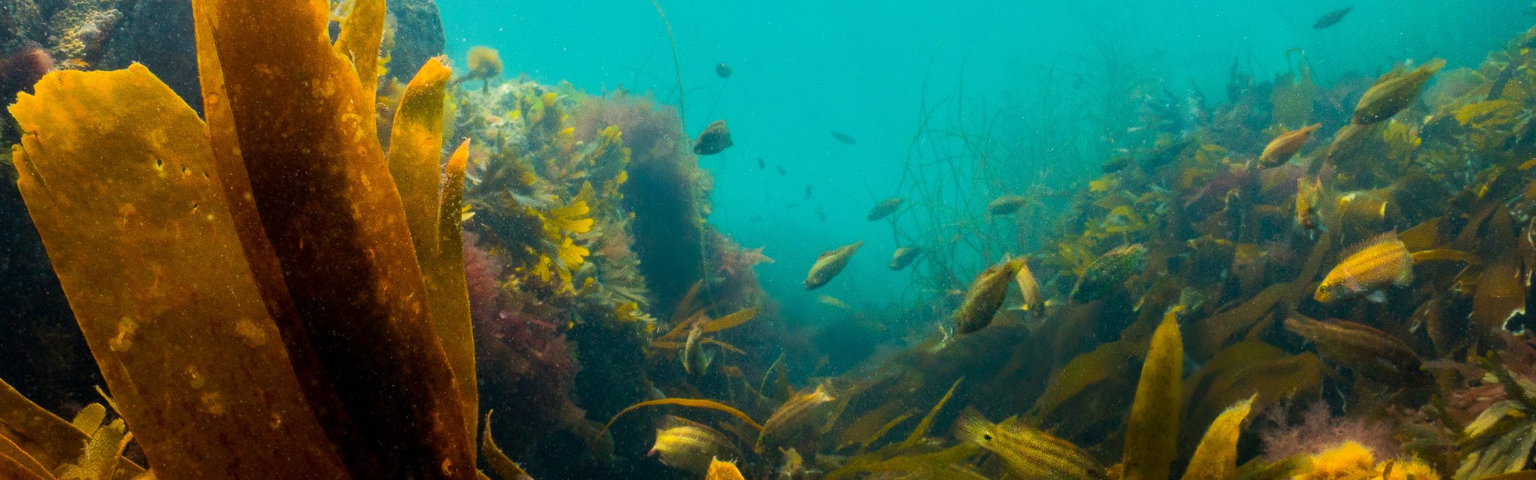 An underwater photo of a healthy kelp forest. The the background some fish can be seen.