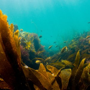 An underwater photo of a healthy kelp forest. The the background some fish can be seen.