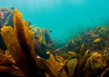 An underwater photo of a healthy kelp forest. The the background some fish can be seen.