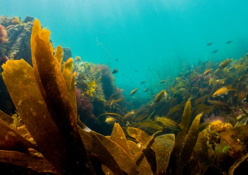 An underwater photo of a healthy kelp forest. The the background some fish can be seen.