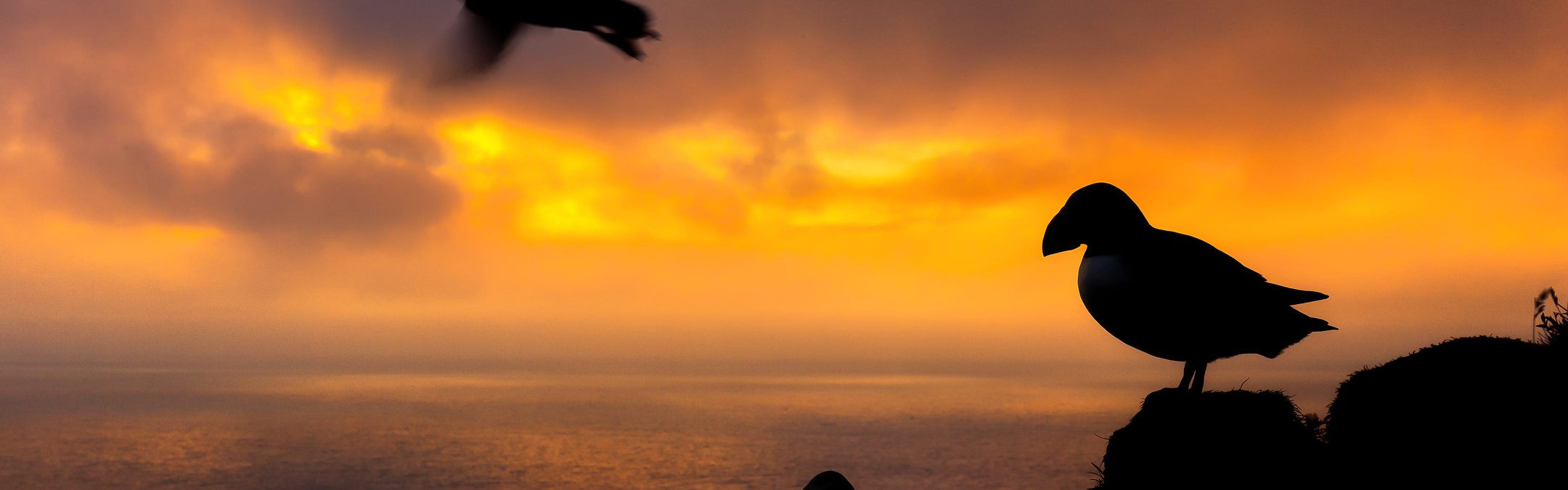 Silhouettes of 4 puffins on a cliff edge. They are overlooking an orange sunset with the ocean behind them. One of the puffins is flying towards the left.