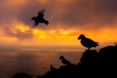 Silhouettes of 4 puffins on a cliff edge. They are overlooking an orange sunset with the ocean behind them. One of the puffins is flying towards the left.