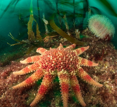 Common sunstar