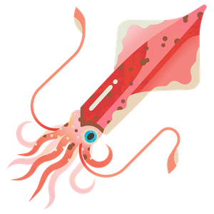 European squid