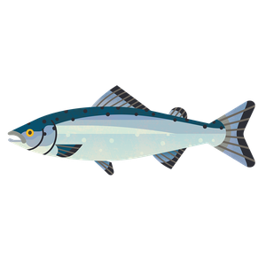 Atlantic salmon