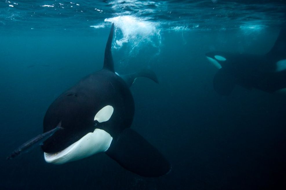 2 orcas swimming underwater. One is facing the camera and swimming towards it while the other is ithe background and is swimming towards the ocean surface. There is a small fish in front of the orca swimming toward the camera