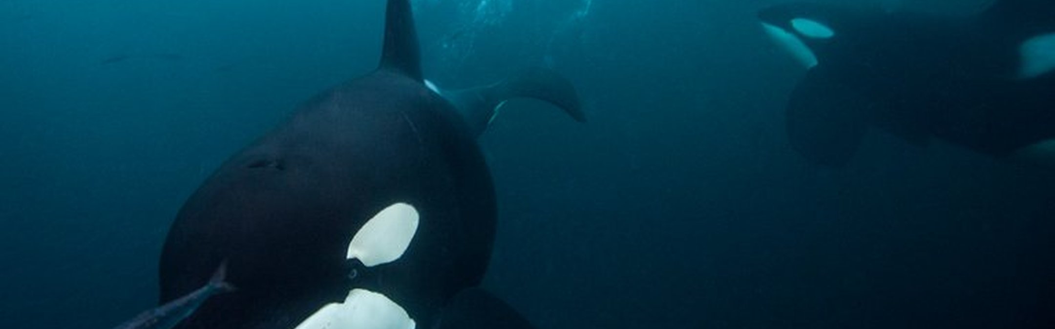 2 orcas swimming underwater. One is facing the camera and swimming towards it while the other is ithe background and is swimming towards the ocean surface. There is a small fish in front of the orca swimming toward the camera