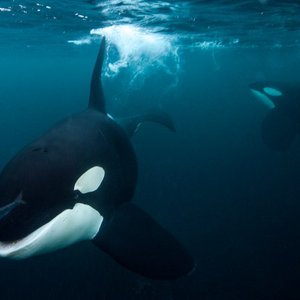 2 orcas swimming underwater. One is facing the camera and swimming towards it while the other is ithe background and is swimming towards the ocean surface. There is a small fish in front of the orca swimming toward the camera