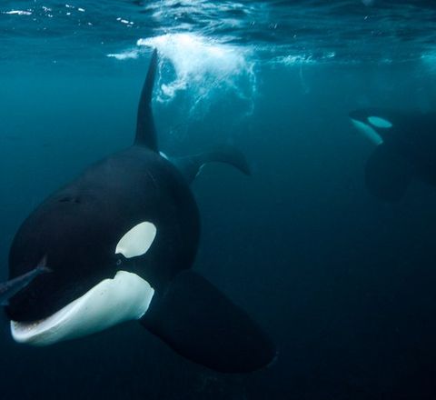 2 orcas swimming underwater. One is facing the camera and swimming towards it while the other is ithe background and is swimming towards the ocean surface. There is a small fish in front of the orca swimming toward the camera