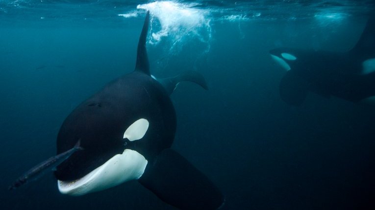 2 orcas swimming underwater. One is facing the camera and swimming towards it while the other is ithe background and is swimming towards the ocean surface. There is a small fish in front of the orca swimming toward the camera