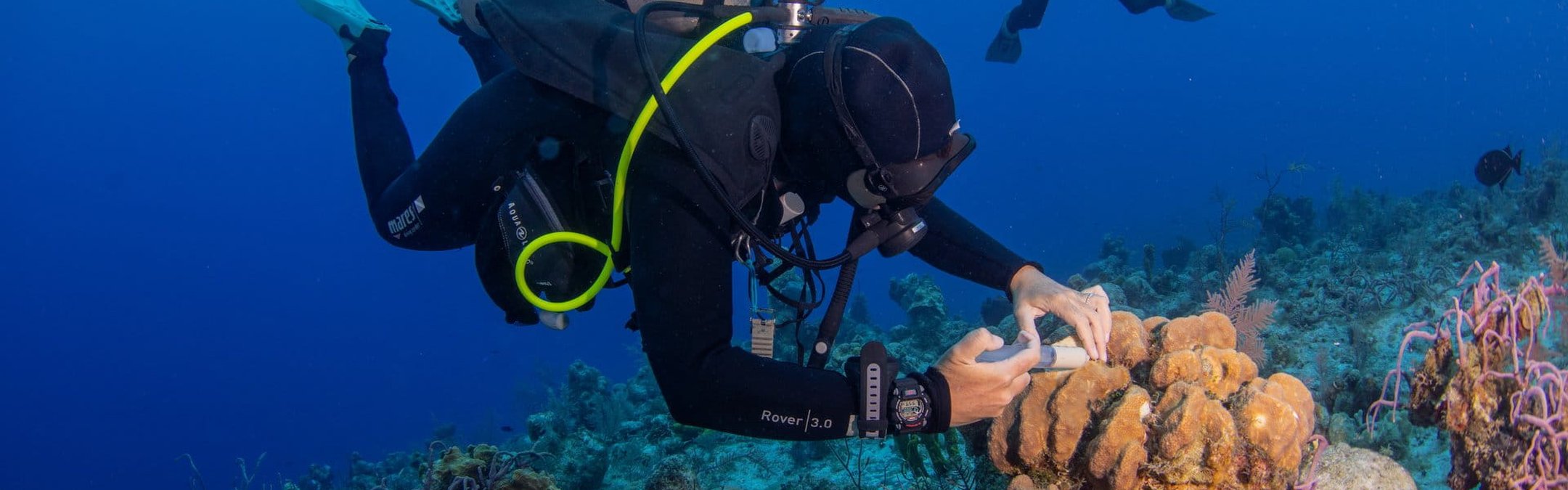 An underwater photograph of two scuba divers near a coral reef. The diver in the foreground, wearing a black wetsuit and fins, is injecting medicine into a large coral formation. Another diver is visible swimming in the blue water in the background.