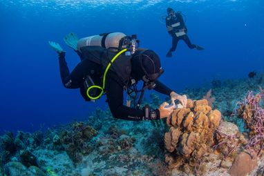 An underwater photograph of two scuba divers near a coral reef. The diver in the foreground, wearing a black wetsuit and fins, is injecting medicine into a large coral formation. Another diver is visible swimming in the blue water in the background.