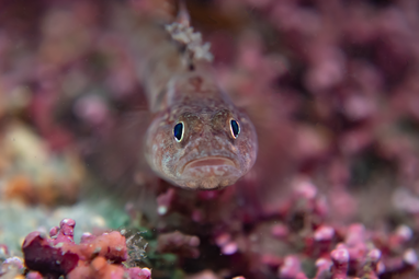A goby looks at the camera with a characteristic fearful/sad look on its face. It has big black eyes with yellow rims, a downturned mouth and speckled skin. In the background is blurred purple maerl which is a type of calcified red seaweed.