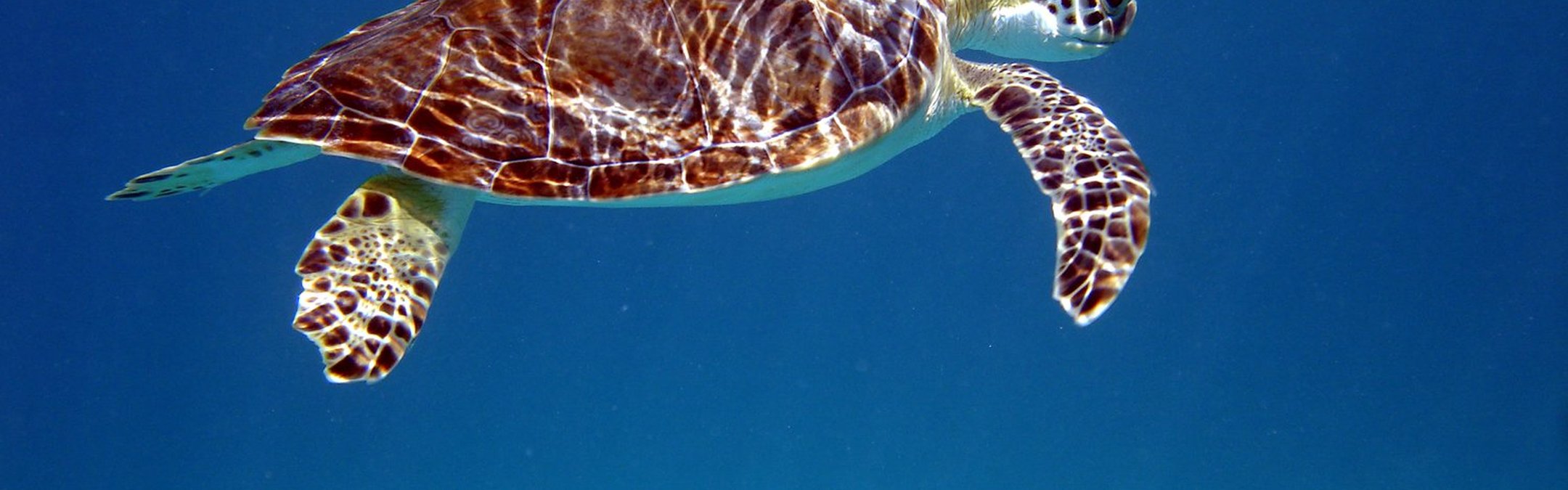 A green turtle