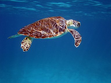 A green turtle