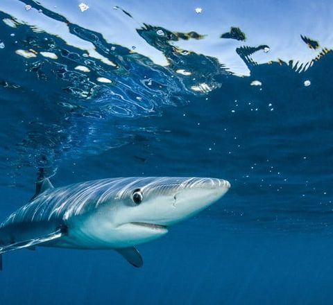 Blue Shark