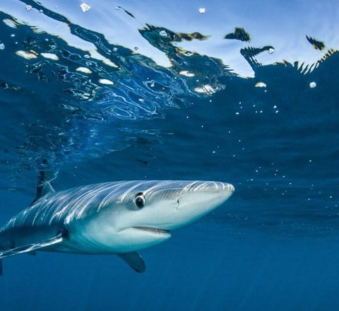 Blue shark
