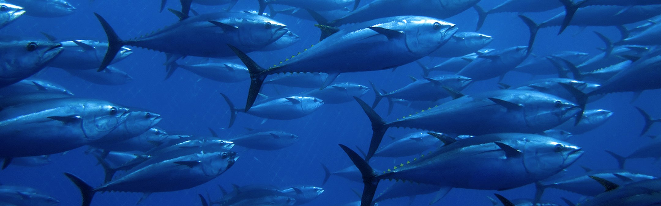Tuna fish swimming in the deep blue ocean