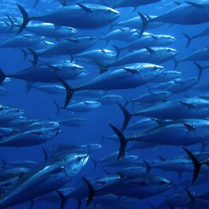 Tuna fish swimming in the deep blue ocean