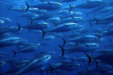 Tuna fish swimming in the deep blue ocean