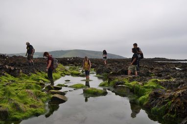 A group of people participating in a Big Seaweed Search. They are exploring a rocky intertidal zone covered in bright green seaweed, with some individuals standing in shallow pools of water. Green hills are visible in the background under an overcast sky.