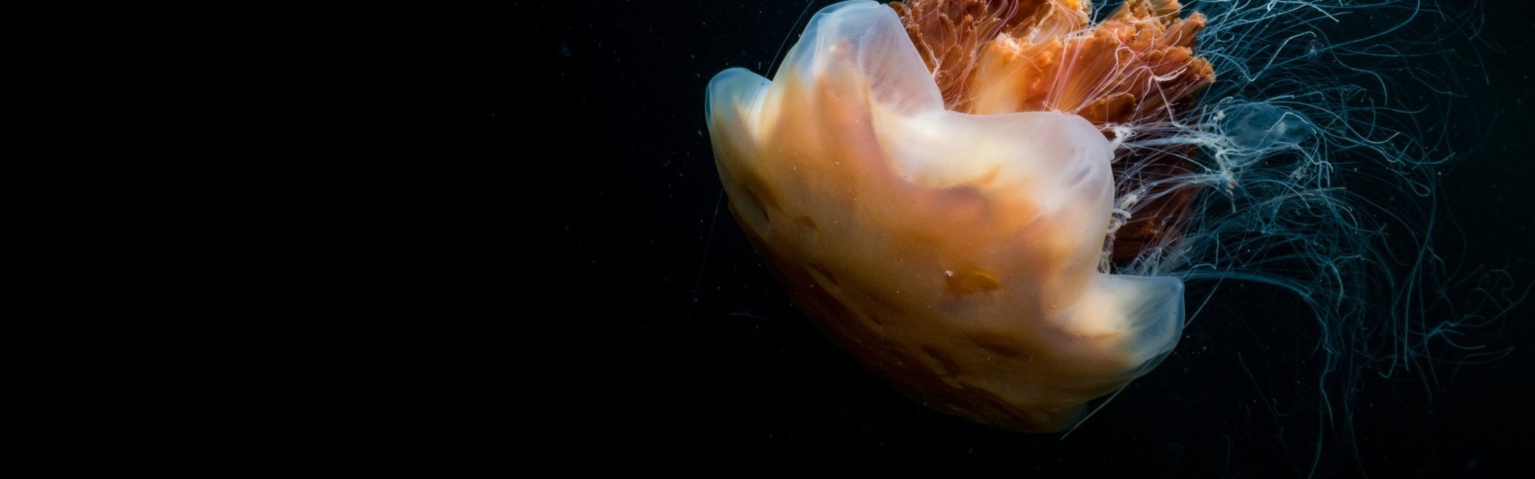 An orange jellyfish srrounded by darkness